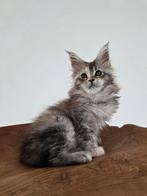 Prachtige maine coon kittens te koop, Dieren en Toebehoren, Katten en Kittens | Raskatten | Langhaar, Meerdere dieren, Ontwormd