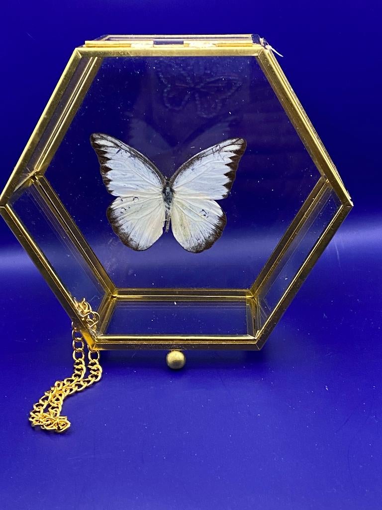 vlinder in vitrine, Ophalen, Nieuw, Insect, Opgezet dier