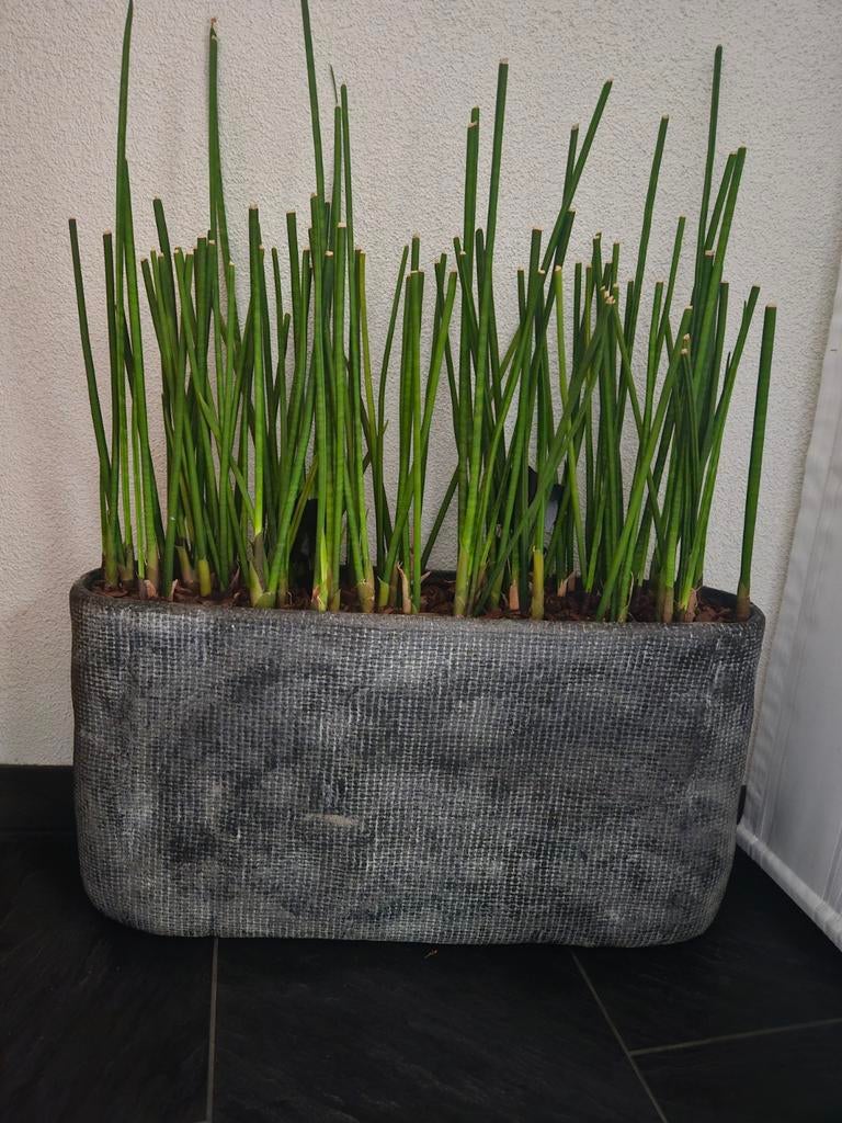 Grijze bloembak, Ophalen, Rechthoekig, Hout