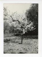 K507 Lente. foto.7x10 cm, Natuur, Verzenden, Foto, Zo goed als nieuw