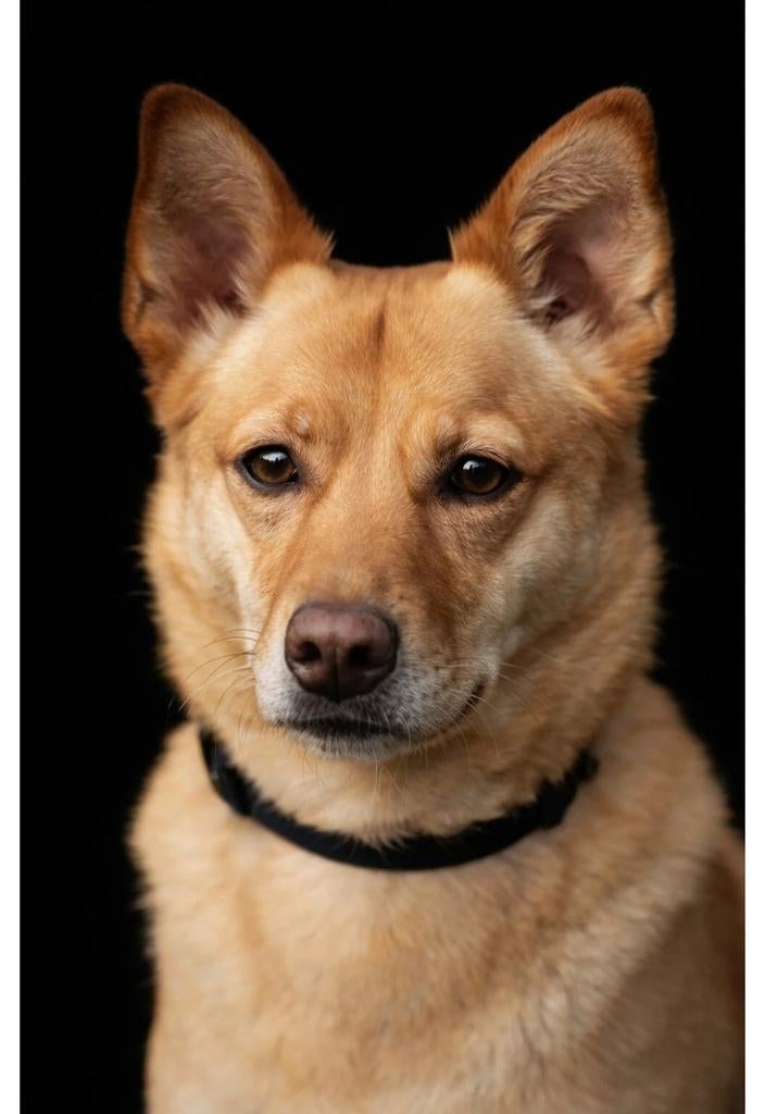 Ter adoptie JJ, Dieren en Toebehoren, Honden | Niet-rashonden, 6 jaar of ouder, Particulier, Reu, Buitenland