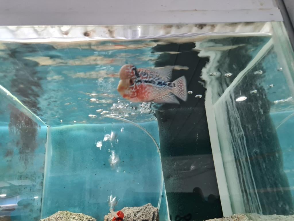 Flowerhorn Red Pearl Cichlide, Dieren en Toebehoren, Vis, Zoetwatervis