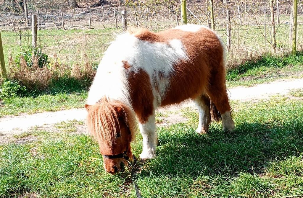 Pony/ezel/muilezel wandelingen, Dieren en Toebehoren, Ophalen, Nieuw