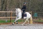Prachtige 8 jarige merrie, Dieren en Toebehoren, Paarden, L, 7 tot 10 jaar, 160 tot 165 cm, Recreatiepaard