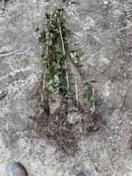 Hedra klimop planten, Ophalen, Bloeit niet, Klimplanten, Halfschaduw