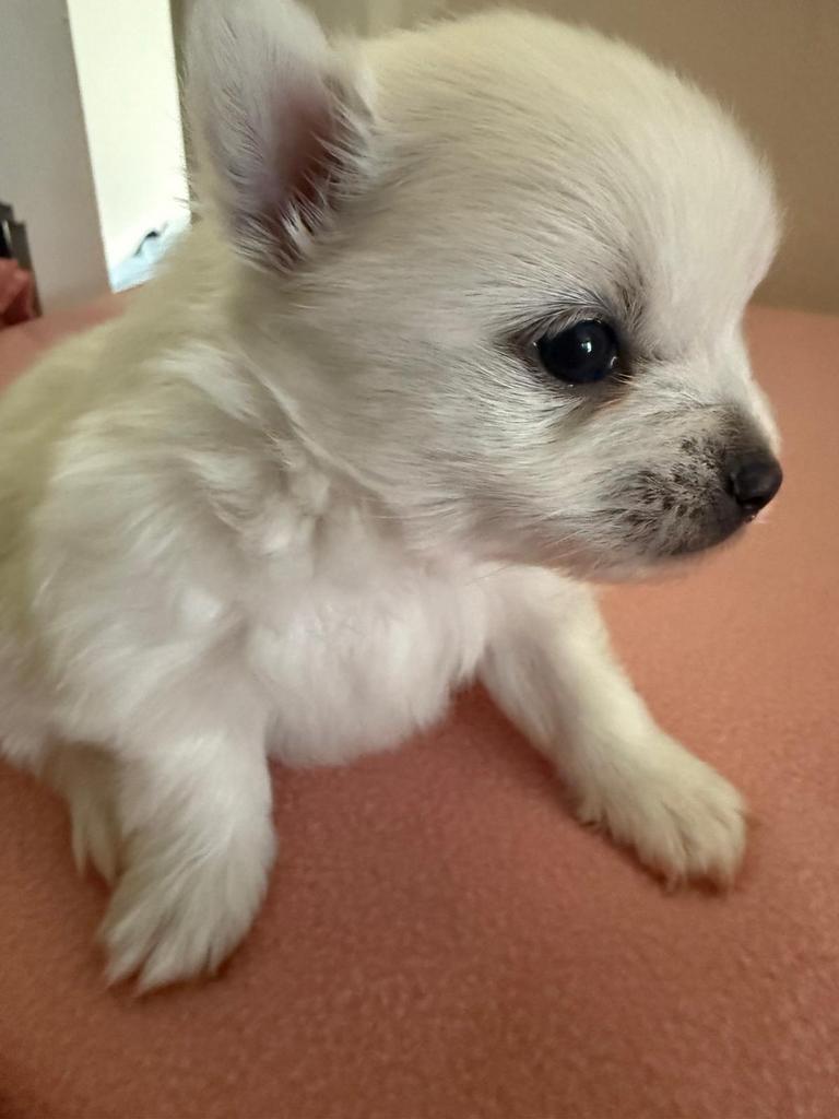 Pomchi Pups Puppy’s, Overige rassen, 8 tot 15 weken, Parvo, Meerdere