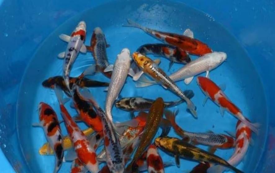 HQ Import koi 15 / 18 cm bij Koidream in Valburg, Karper of Koi