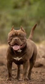 American Bully Dekreu, Reu, 1 tot 2 jaar, Parvo, Eén hond