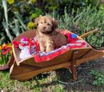 Leuke boomer pups te koop!, Parvo, Overige rassen, 8 tot 15 weken, Meerdere