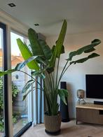 Grote Strelitzia Nicolai - Paradijsvogelplant, Huis en Inrichting, Kamerplanten, Ophalen, 200 cm of meer, Overige soorten, In pot