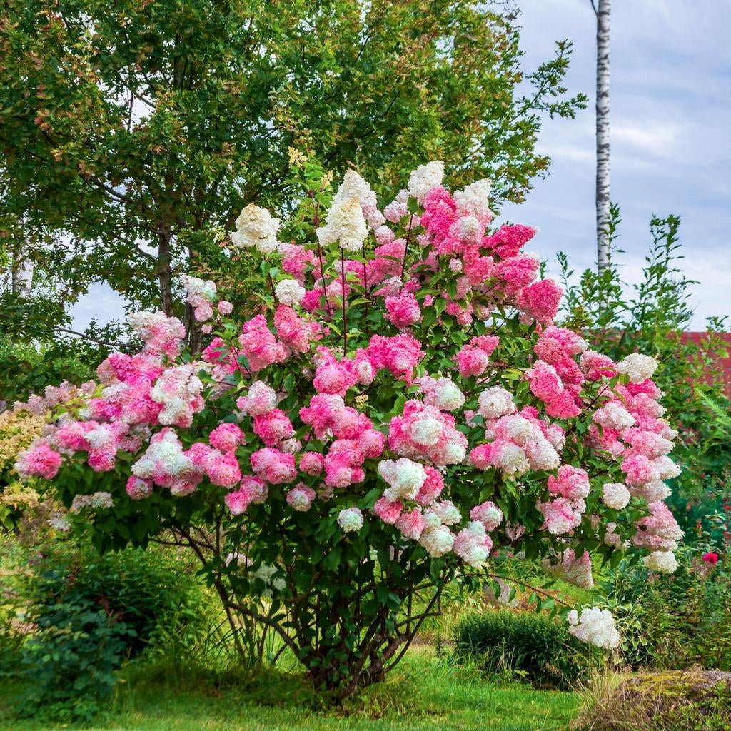 Gezocht pluimhortensia vanille fraise, Ophalen of Verzenden, Overige soorten, Volle zon