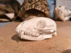 Wasbeer schedel, Verzamelen, Dierenverzamelingen, Ophalen of Verzenden