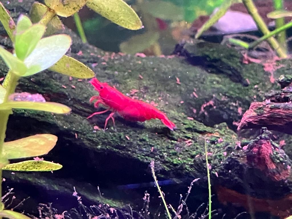 Red Sakura garnalen € 1.-, Dieren en Toebehoren, Vissen | Aquariumvissen, Kreeft, Krab of Garnaal, Zoetwatervis