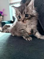 Kitten maine coon x ragdoll, Dieren en Toebehoren, Katten en Kittens | Raskatten | Langhaar, Poes, Gechipt, 0 tot 2 jaar