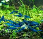 💎Blue Dream garnalen ♦(ACTIE!) 20 stuks €30,- (Eigen kweek), Kreeft, Krab of Garnaal