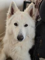 Ter dekking aangeboden witte herder, Parvo, Reu, Eén hond, 3 tot 5 jaar
