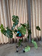 Grote Monstera Deliciosa Kamerplant, Huis en Inrichting, Kamerplanten, Ophalen, 100 tot 150 cm, Overige soorten, Halfschaduw