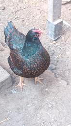 broedeieren van Barnevelder dubbelgezoomd goud kriel, Meerdere dieren, Kip