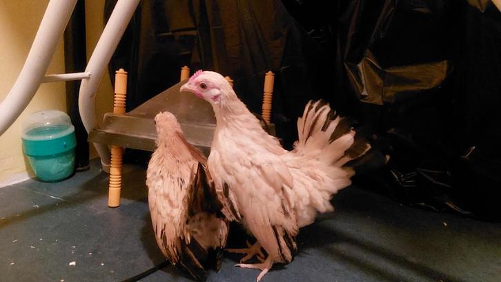 Serama, Dieren en Toebehoren, Pluimvee, Kip, Vrouwelijk