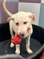 ACE: Cruz, wie wil samen met hem een heerlijke tijd beleven, Dieren en Toebehoren, Particulier, Reu, 8 tot 15 weken, Buitenland