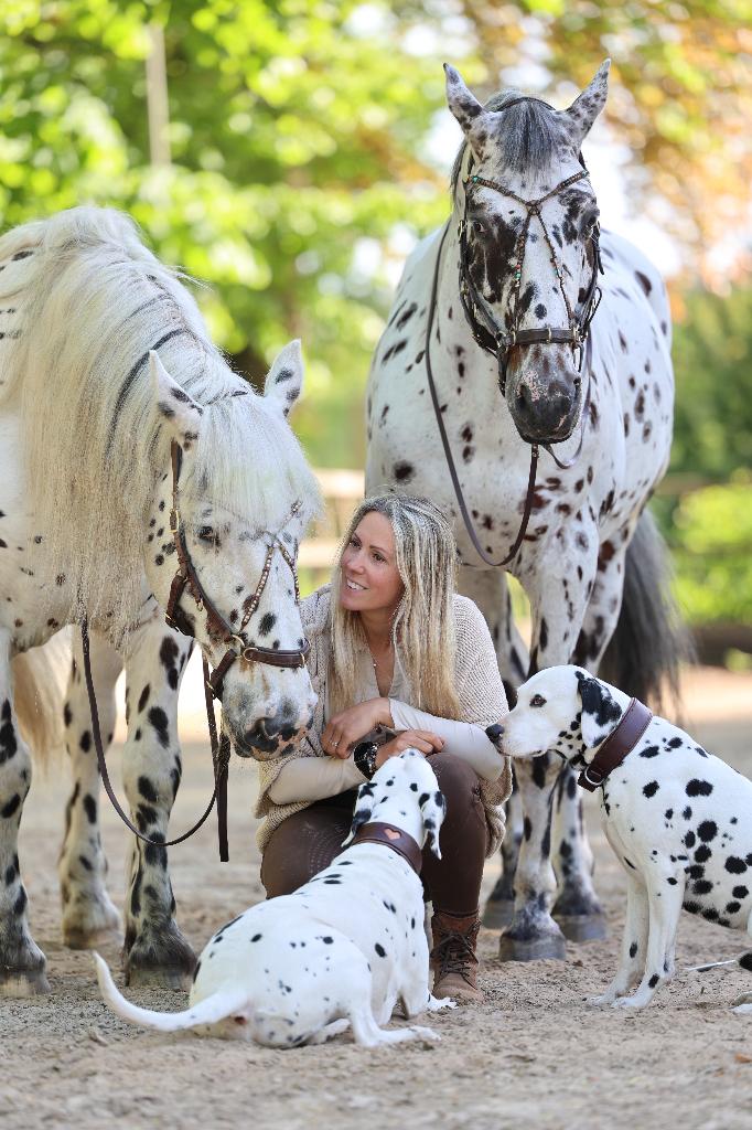 Droompuppies fokken? Jack – gezonde en betrouwbare dalmatiër, Dieren en Toebehoren, Reu, Eén hond, 3 tot 5 jaar, Nederland