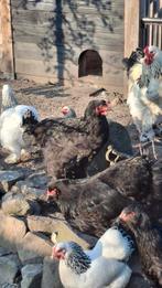 Zwarte brahma 2 hennen + haan, Dieren en Toebehoren, Pluimvee, Meerdere dieren, Kip