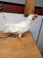 Slacht haantjes, heerlijk mager vlees, Dieren en Toebehoren, Mannelijk, Kip