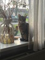 Muis zoekt een rustig en liefdevol huis, Poes, Gechipt, 6 jaar of ouder