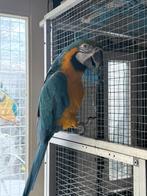 Ara, Vrouwelijk, Papegaai, Tam