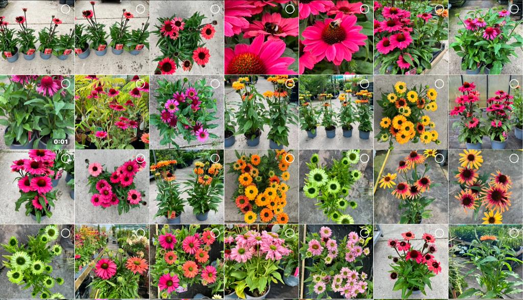 Echinacea Zonnehoed - 10 Soorten in 9cm en 17cm pot, Volle zon, Vaste plant, Zomer, Ophalen