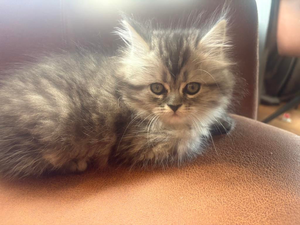 2 kittens langharig ( maine-coon/pers ), Dieren en Toebehoren, Meerdere dieren, Gechipt, 0 tot 2 jaar