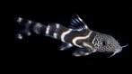 synodontis albolineatus, Dieren en Toebehoren, Vis, Zoetwatervis, Schoolvis