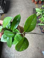 Hoya Carnosa Freckles Splash - Star of Palau, Huis en Inrichting, Kamerplanten, Ophalen of Verzenden