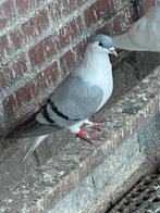 Te koop Afghaanse sierduif, Mannelijk, Postduif