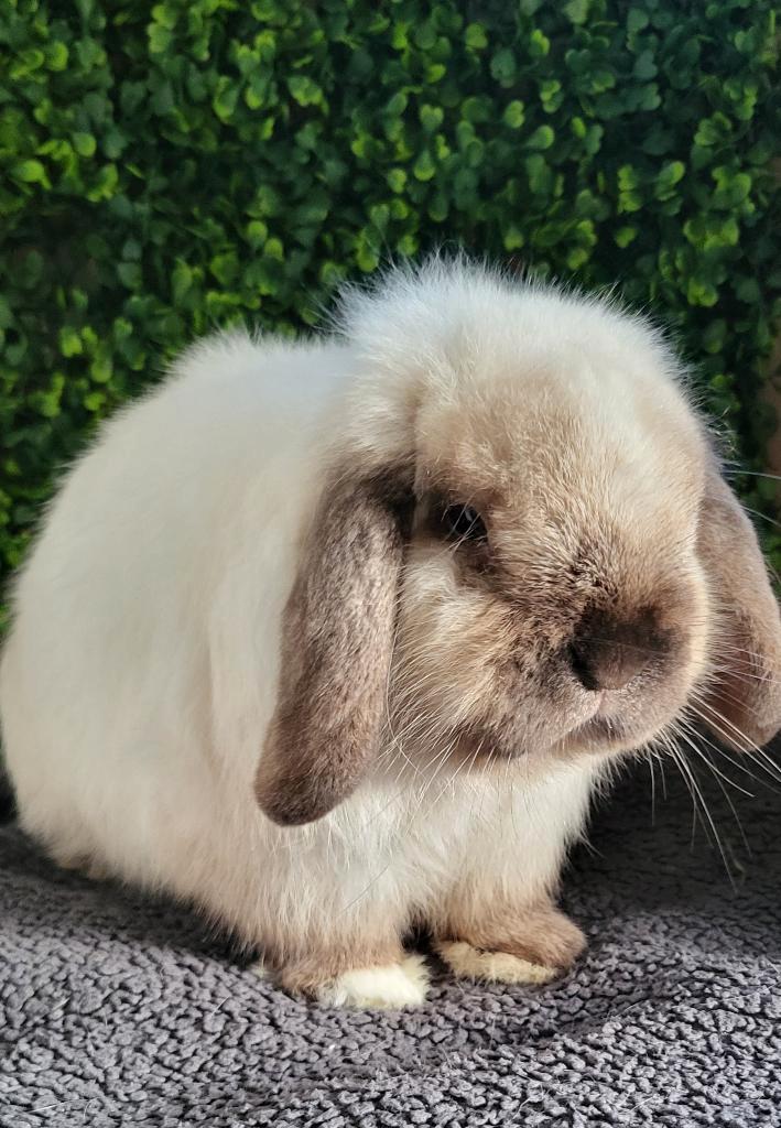 Mooi lief mini lop konijntje, Dieren en Toebehoren, Konijnen, Klein, Mannelijk, 0 tot 2 jaar, Hangoor