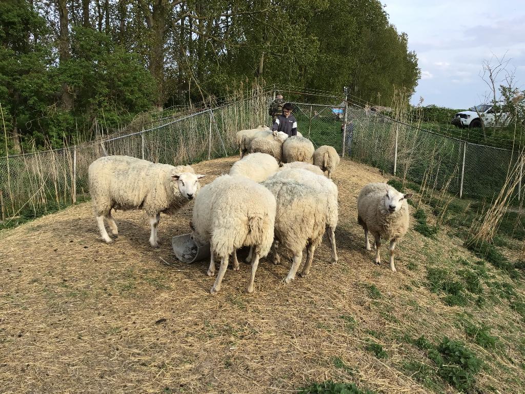 SCHAPEN SCHEERDER gezocht., Vrouwelijk, Schaap, 0 tot 2 jaar