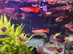 Guppen diverse soorten, Dieren en Toebehoren, Vissen | Aquariumvissen, Vis