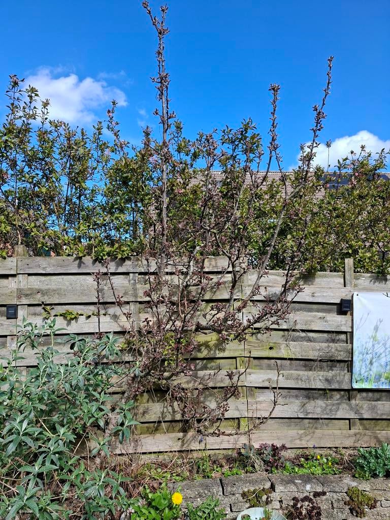 Gratis appelboom, Ophalen of Verzenden