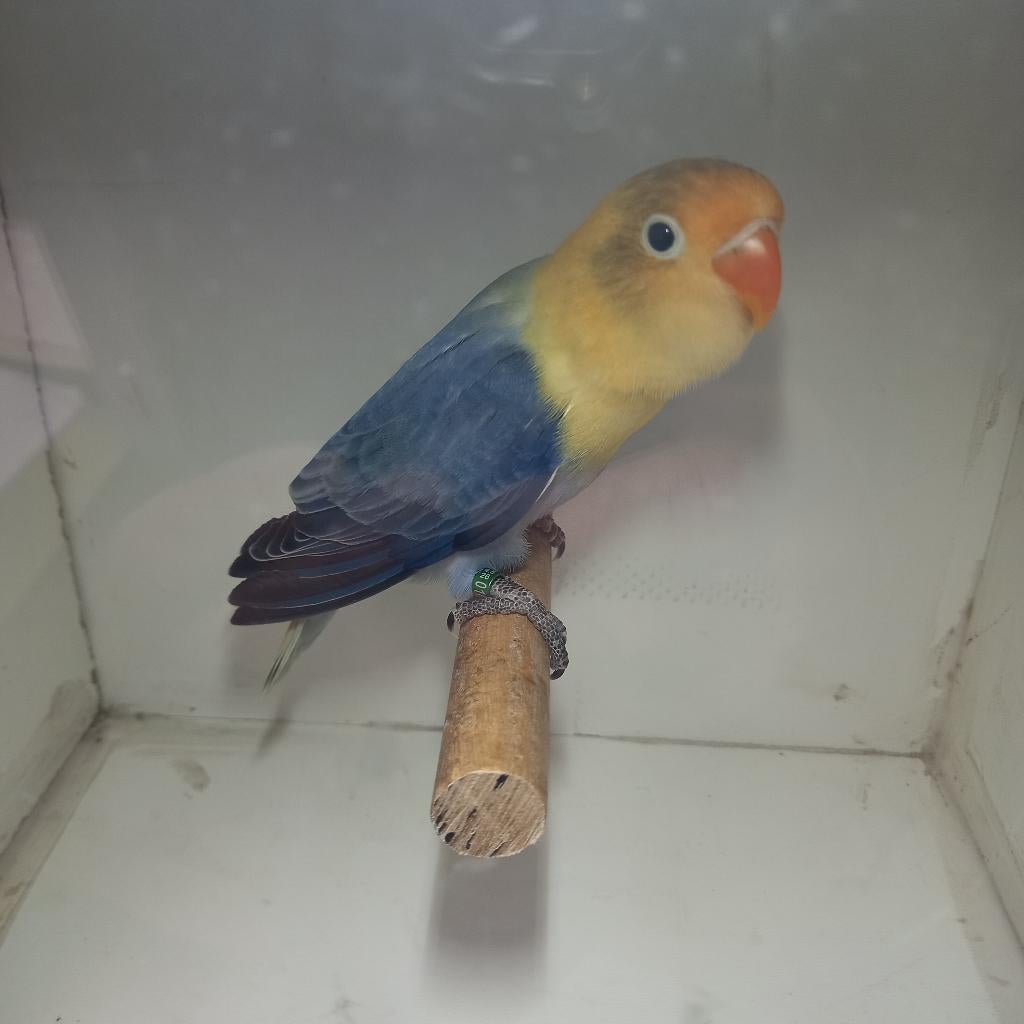 Fischeri, Dieren en Toebehoren, Vogels | Parkieten en Papegaaien, Geslacht onbekend, Dwergpapegaai of Agapornis, Geringd