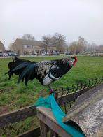 Haan hollands hoen, Mannelijk, Kip