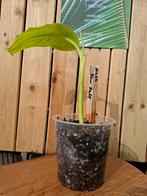 Musa Siam ruby, Tuin en Terras, Planten | Tuinplanten, Overige soorten, Volle zon, Vaste plant, Ophalen of Verzenden