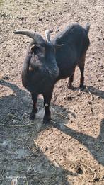 Geiten, Dieren en Toebehoren, Mannelijk, Geit, 3 tot 5 jaar