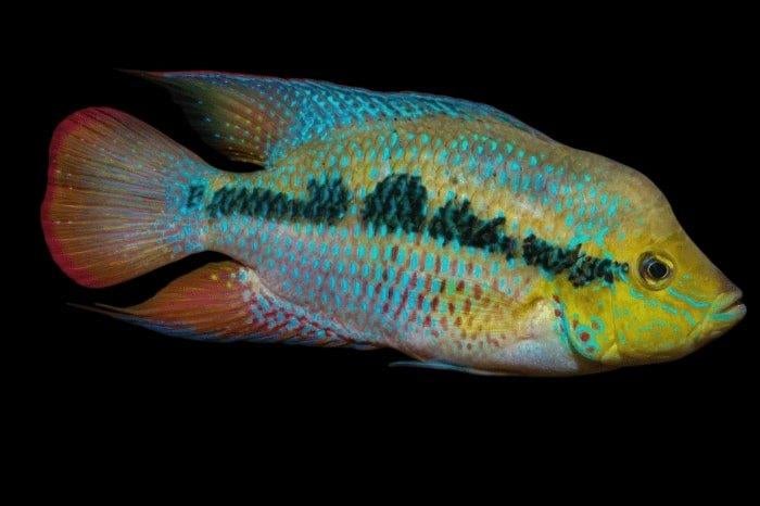 Mi. Amerikaanse Cichliden: Trichromis salvini Rio Candelaria, Vis, Zoetwatervis