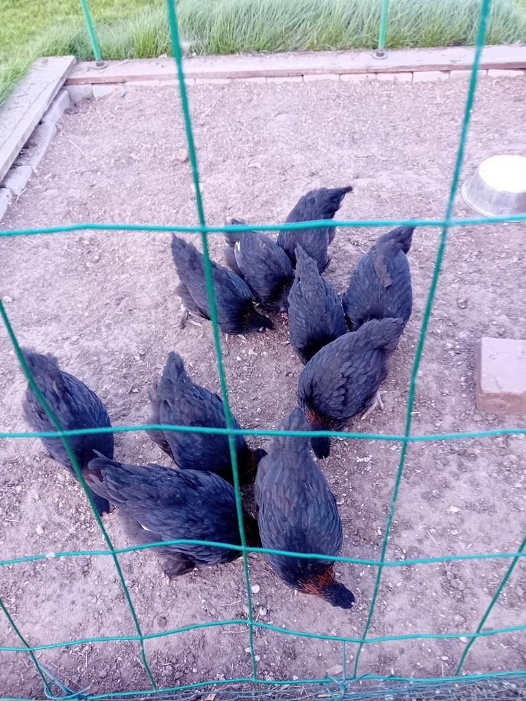 Jonge Marants hennen tekoop l, Dieren en Toebehoren, Pluimvee, Vrouwelijk, Kip