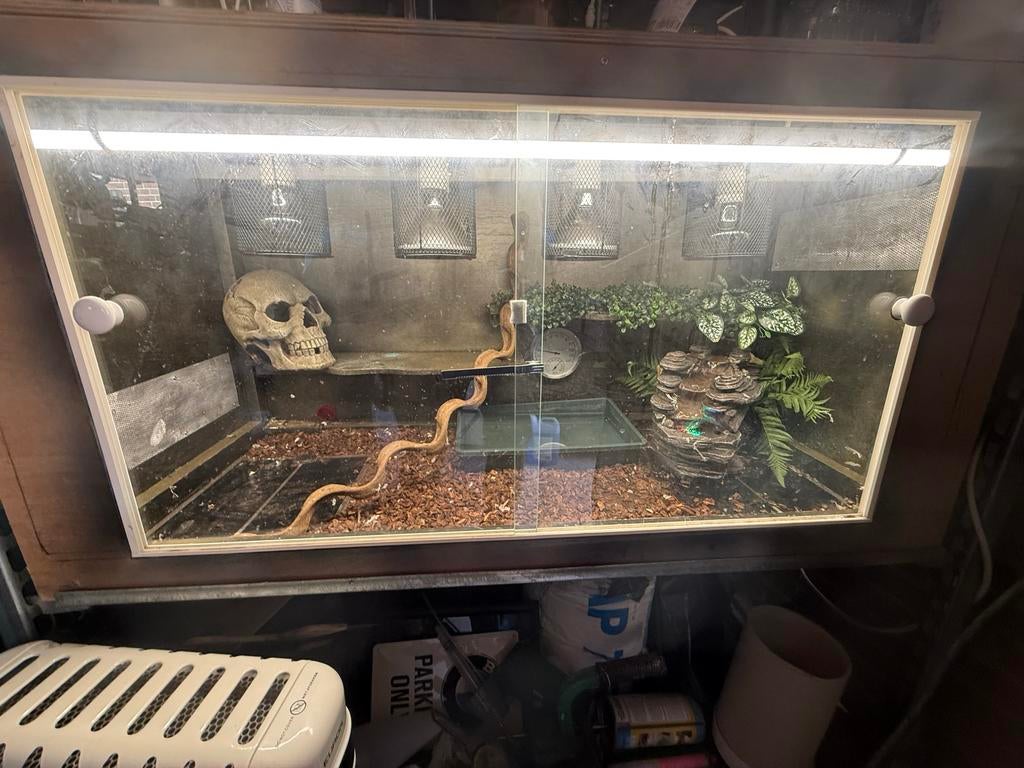 Regenboog boa, Dieren en Toebehoren, Reptielen en Amfibieën, Slang, Tam, 3 tot 6 jaar