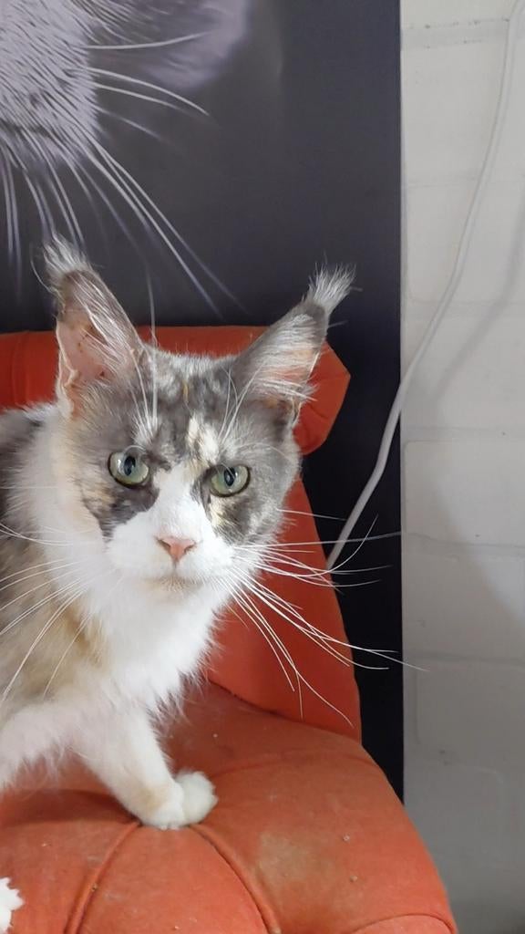 Maine Coon poes met stamboom – lief, sociaal, ervaren mama, Dieren en Toebehoren, Katten en Kittens | Raskatten | Langhaar, Poes
