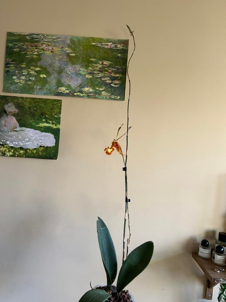 Psychopsis orchidee orchids orchideen, Huis en Inrichting, Kamerplanten, Ophalen, Halfschaduw, Minder dan 100 cm