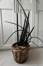 Grote plant met pot, Ophalen, In pot, Minder dan 100 cm, Volle zon