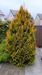 Grote conifeer, Ophalen