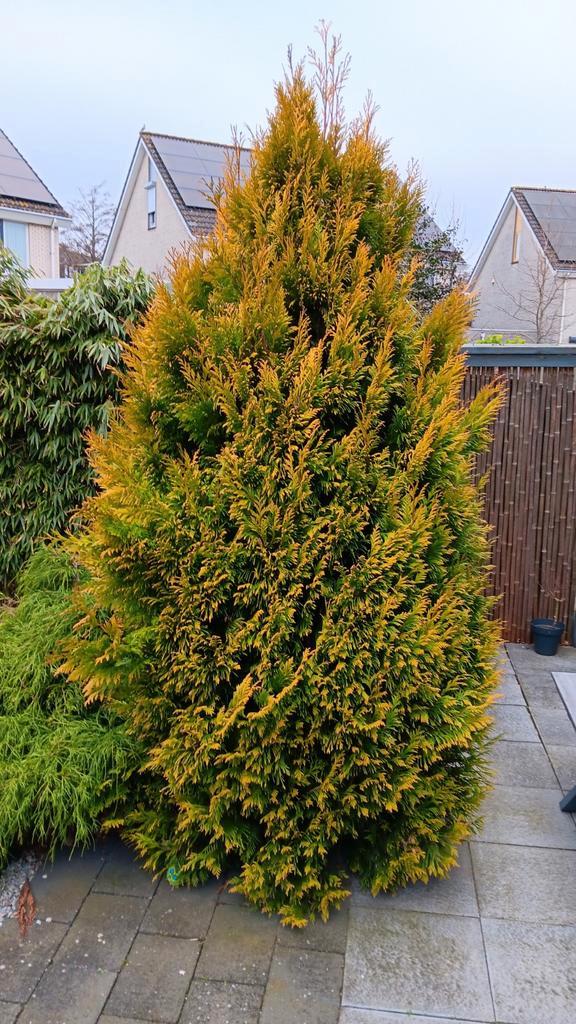 Grote conifeer, Tuin en Terras, Planten | Tuinplanten, Ophalen